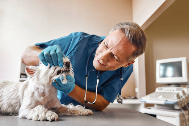 Best Walk-In Emergency Dentist in Monsey, NY